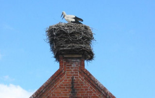 Storchen im Nest auf Schornstein in Rühstädt
