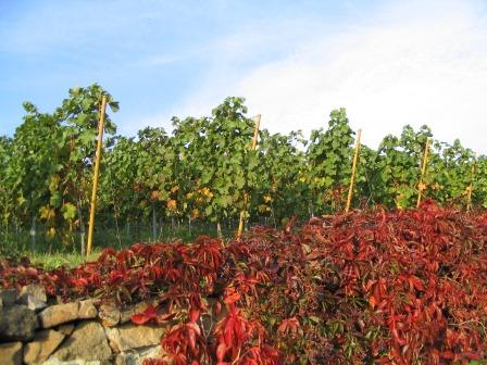 Weinberg in Oberau (c) AugustusTours